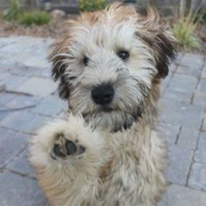 Meet your Posher, Jaidyn